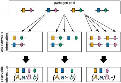 A maximum-likelihood method to estimate haplotype frequencies and prevalence alongside multiplicity of infection from SNP data